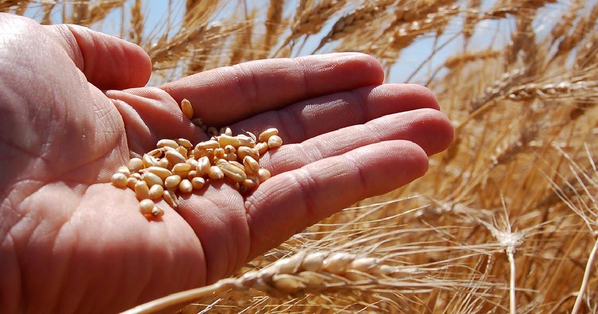 Productores del sur de Sonora pagarán un 5% extra en compra de semillas