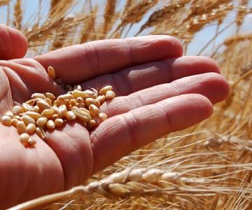 Productores del sur de Sonora pagarán un 5% extra en compra de semillas