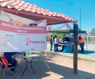 Rickettsiosis en Sonora está controlada: Salud