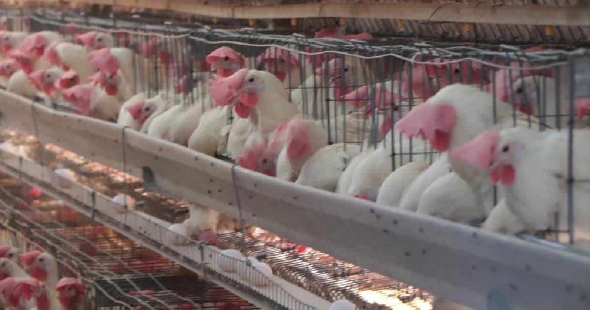 Implementan acciones para evitar brotes de gripe aviar en Cajeme