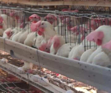 Implementan acciones para evitar brotes de gripe aviar en Cajeme