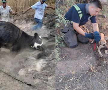Bomberos rescatan a dos animales en diversos puntos de Hermosillo