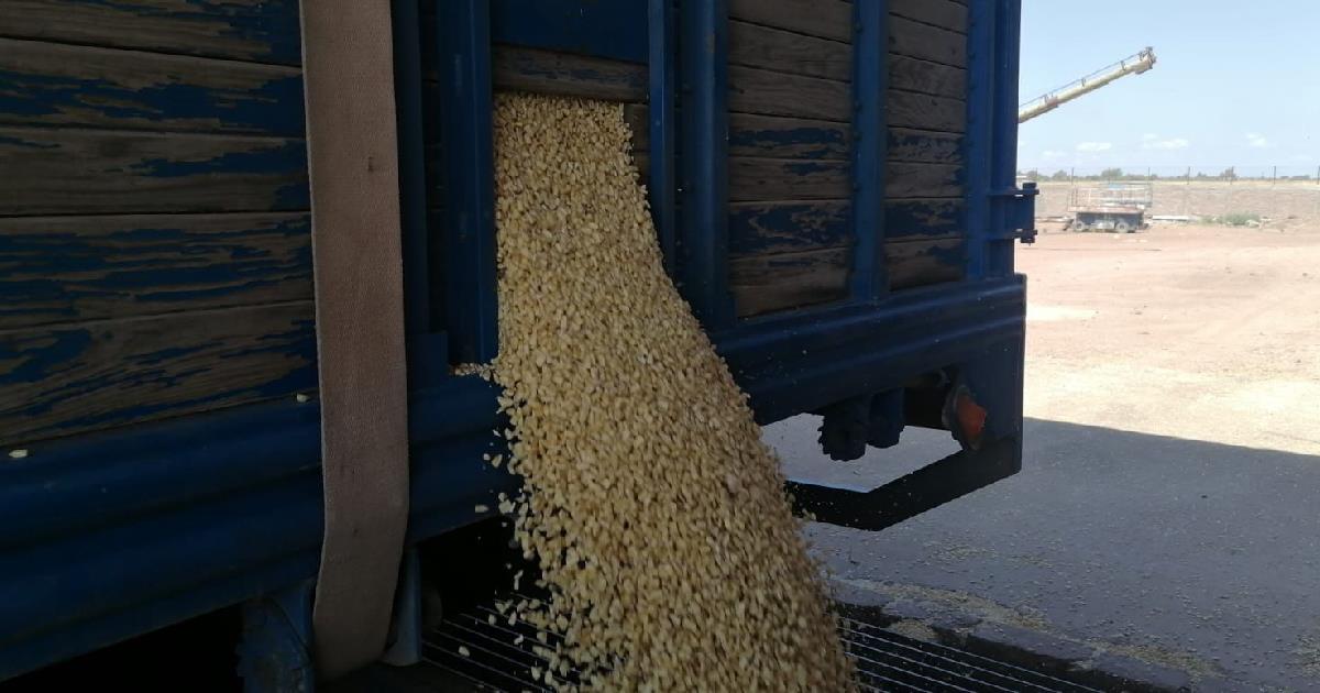 Falta de apoyos y bajos precios afecta a acopiadoras de granos en Sonora