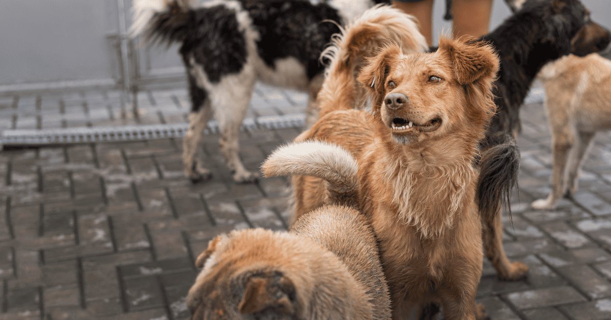 Impba realiza estrategias para abordar Animales Sin Hogar en Hermosillo