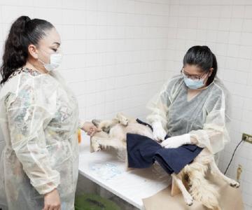 Autoridades reactivan el Centro de Atención Animal en Navojoa