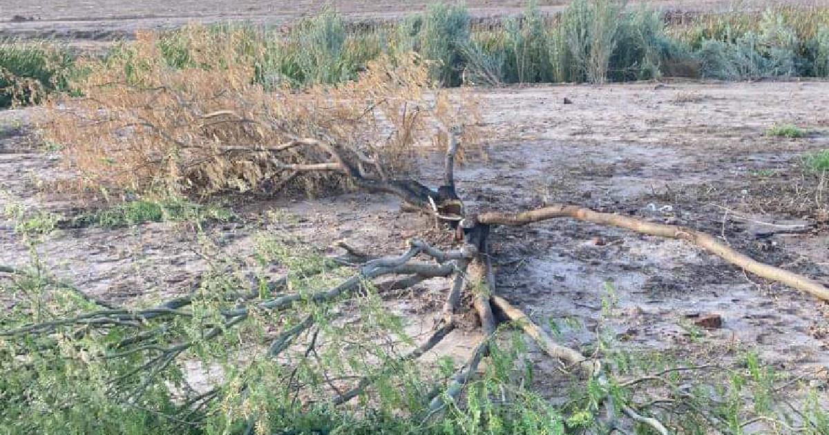 Vecinos de La Galera denuncian tala inmoderada de árboles endémicos