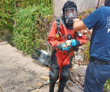 Bomberos rescatan  a cachorro dentro del canal del Dren de Navojoa