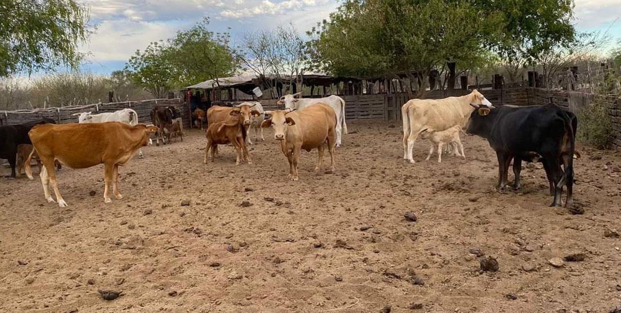 Pega sequía a productores ganaderos del sur de Sonora