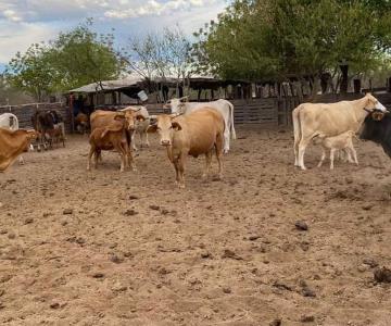 Pega sequía a productores ganaderos del sur de Sonora