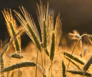 Sur de Sonora no tiene condiciones para el cultivo de cebada: productores
