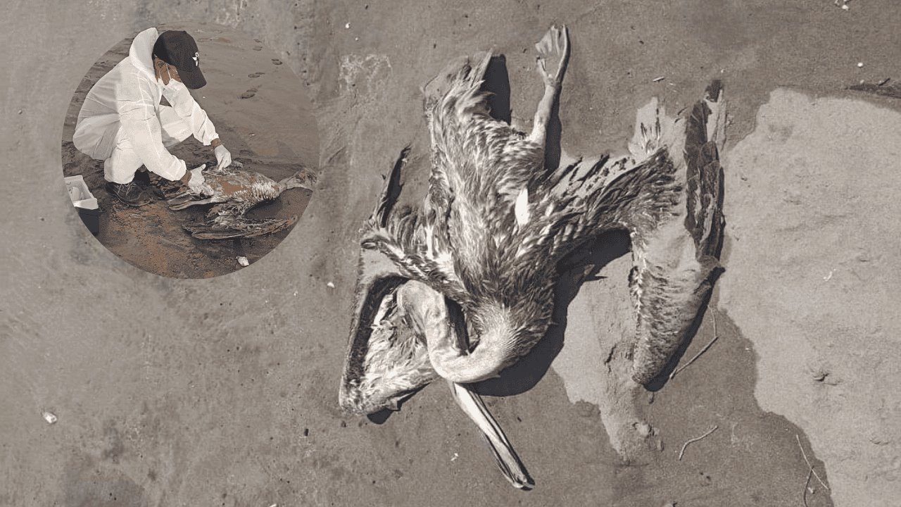 Realizan estudios sobre mortandad de aves costeras en Huatabampito