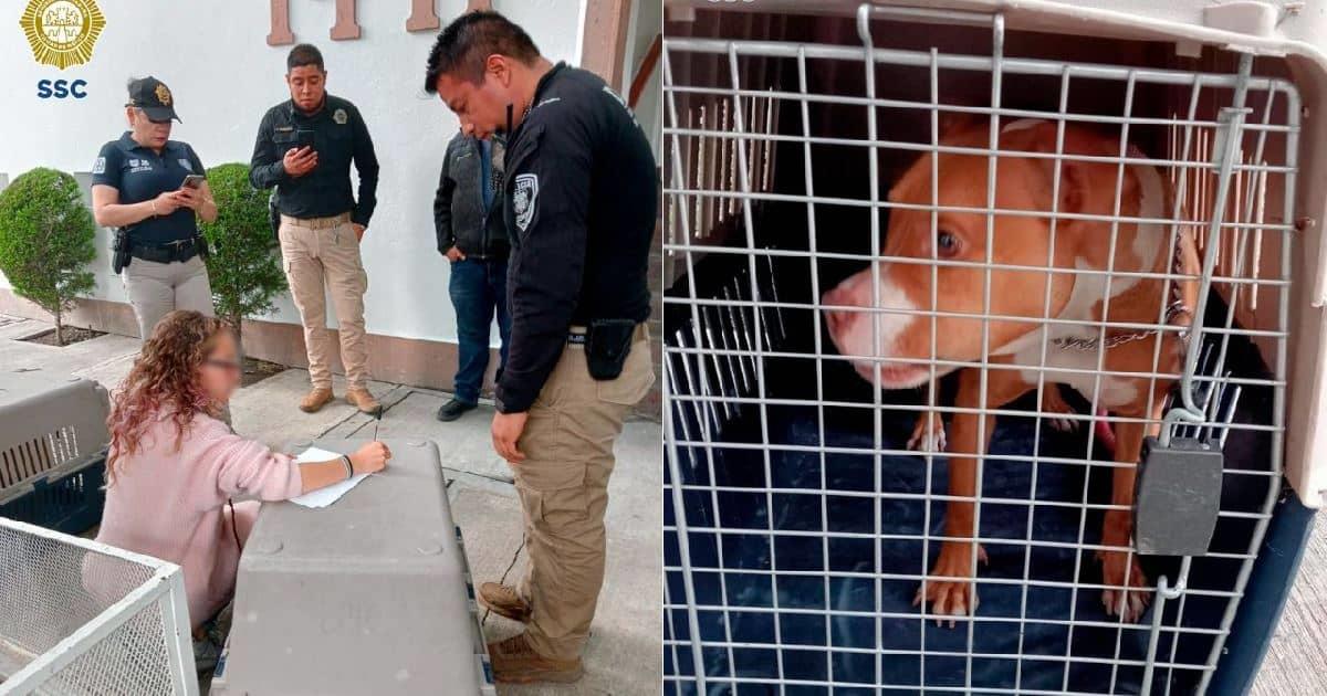 Brigadistas rescatan a dos perros pitbull que eran golpeados brutalmente
