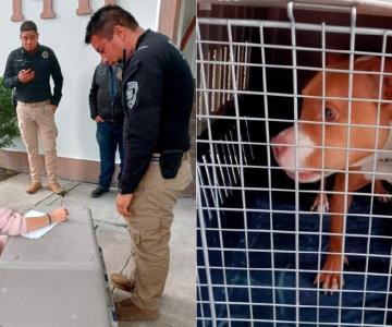 Brigadistas rescatan a dos perros pitbull que eran golpeados brutalmente