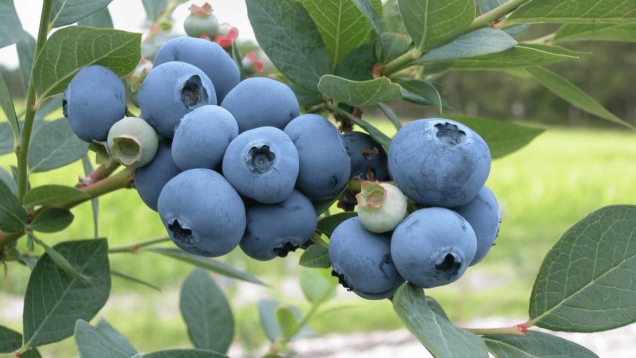 Cultivarán berries en la región del Valle del Yaqui para comercializarlos