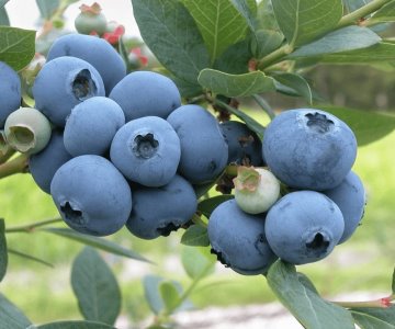 Cultivarán berries en la región del Valle del Yaqui para comercializarlos