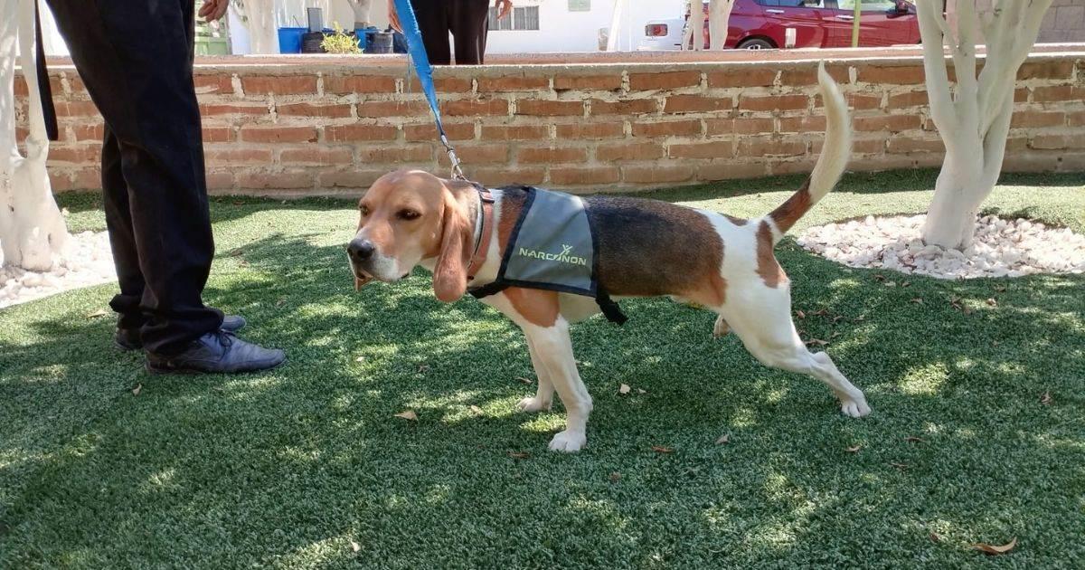 Hunter, perro especialista en detectar drogas llegó a Narconon en Navojoa