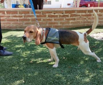 Hunter, perro especialista en detectar drogas llegó a Narconon en Navojoa