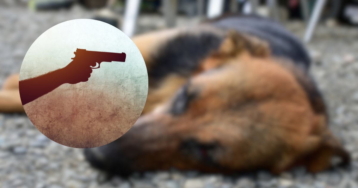 Matan a un perro con proyectil de arma de fuego y se dan a la fuga