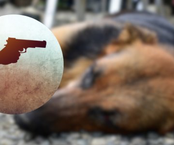 Matan a un perro con proyectil de arma de fuego y se dan a la fuga