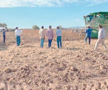 Productores de granos enfrentan precios a la baja
