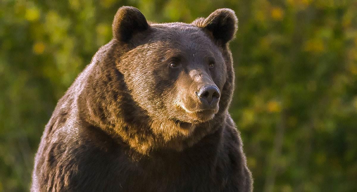 Oso pardo ataca a una familia en Canadá