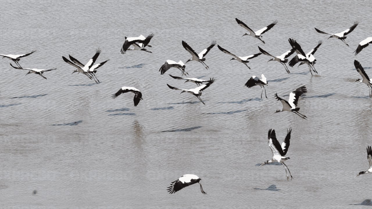 Presa Abelardo L. Rodríguez, santuario de aves migratorias