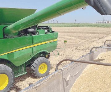 Sonora encabeza producción de trigo
