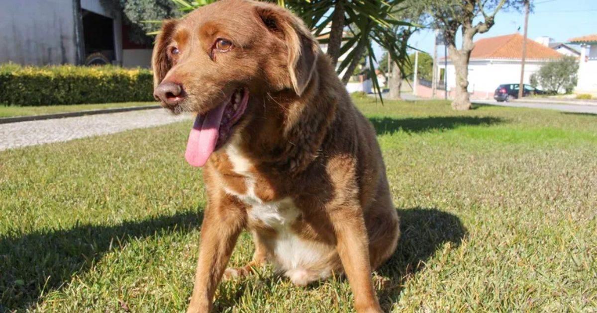 Bobi, el perro más viejo del mundo, fallece en Portugal