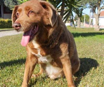 Bobi, el perro más viejo del mundo, fallece en Portugal