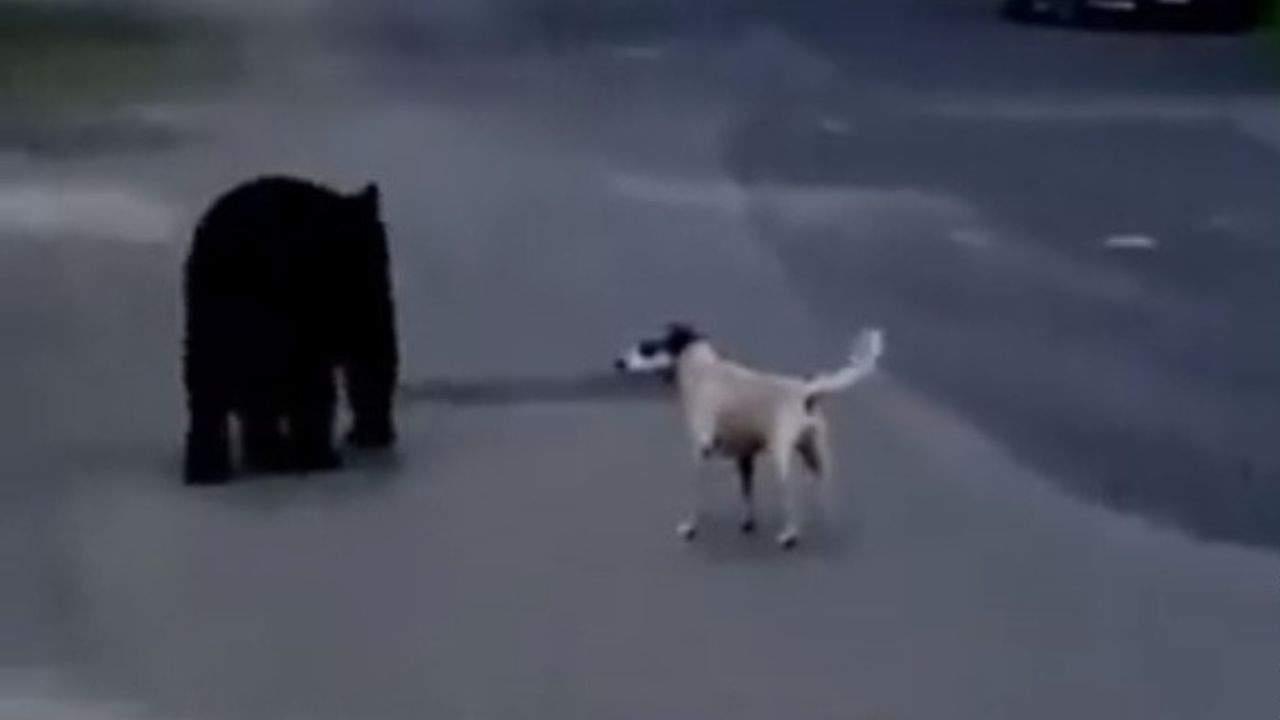 Perro logra ahuyentar a oso y es captado en video