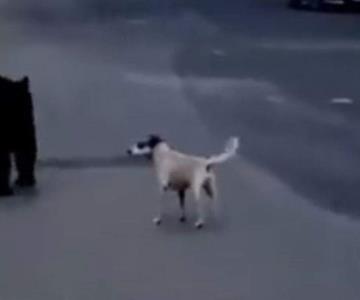 Perro logra ahuyentar a oso y es captado en video