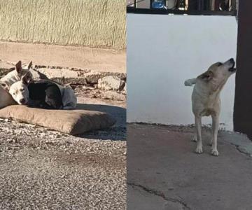 Multarán en Guaymas a personas que no cuiden a sus mascotas