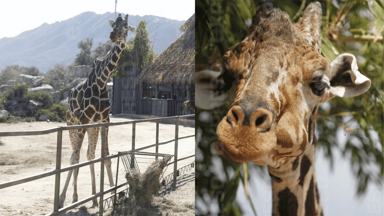 Centro Ecológico de Sonora jubilará a Pancho, jirafa del Eco Safari