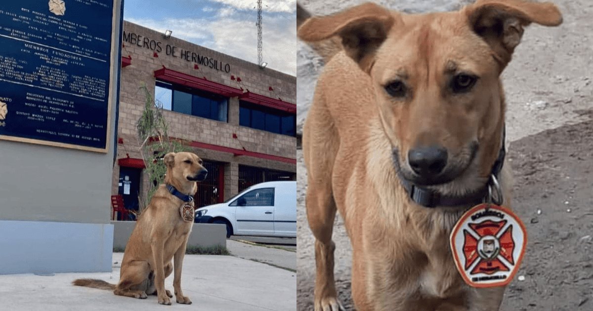 La imprudencia de un conductor acabó con la vida de la mascota de Bomberos