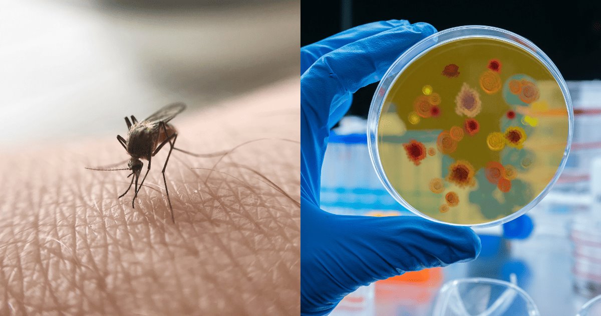 Sonora acumula 3 casos de malaria en lo que va del año