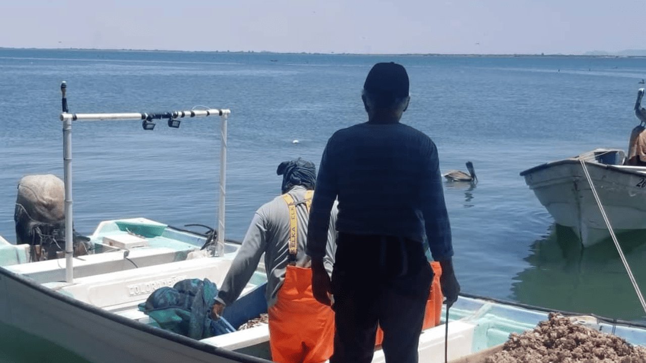 Pescadores de Yavaros toman precauciones ante posible presencia de tiburones
