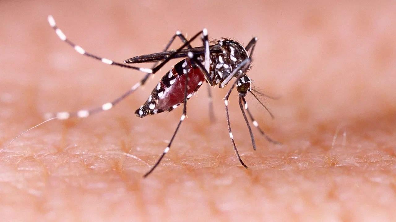 Disminuyen casos de dengue en Sonora en relación al año pasado