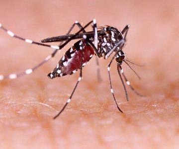 Casos de dengue en Sonora se redujeron un 98% en 2023