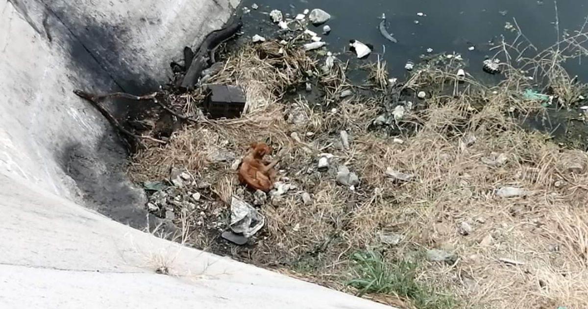 Rescatan a perros atrapados en vertedor de la presa Abelardo L. Rodríguez