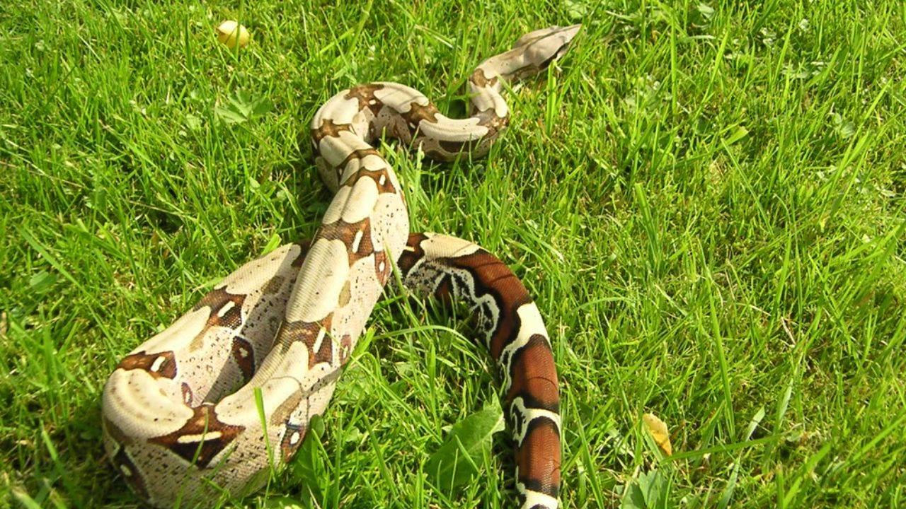 Serpiente de dos metros deja sin luz a 15 colonias