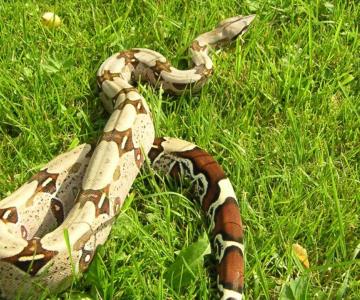 Serpiente de dos metros deja sin luz a 15 colonias