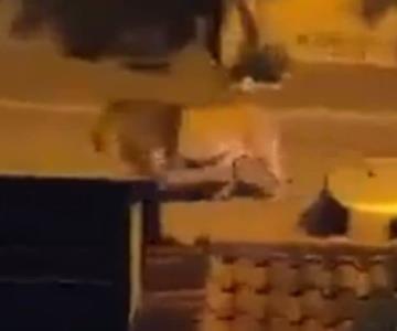León escapa de un circo y causa pánico en calles de Italia
