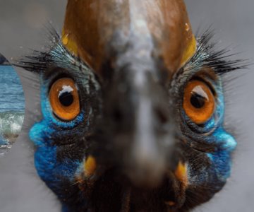 Captan en video a el ave más peligrosa del mundo que está en extinción