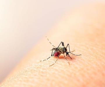 Sonora reduce en 99 por ciento casos de dengue