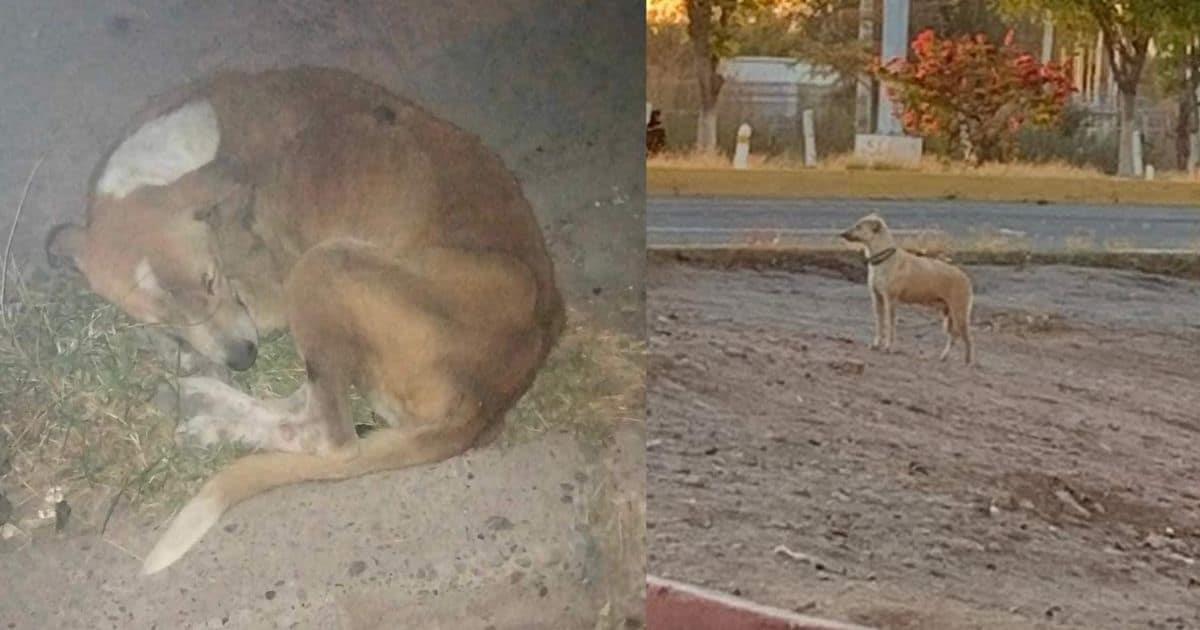 Aumentan perros extraviados en Navojoa por detonación de cohetes