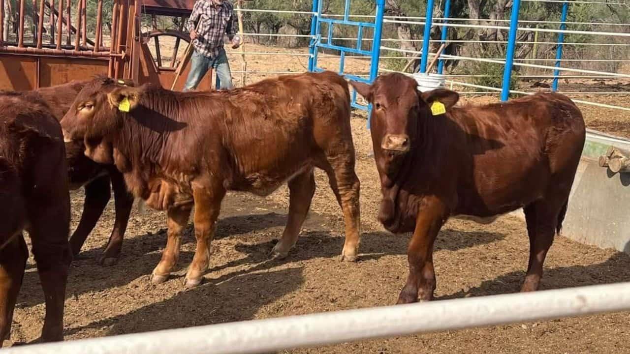 Aumenta robo de ganado en el sur de Sonora