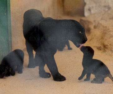 Cachorros de jaguar se quedarán en el Centro Ecológico de Sonora