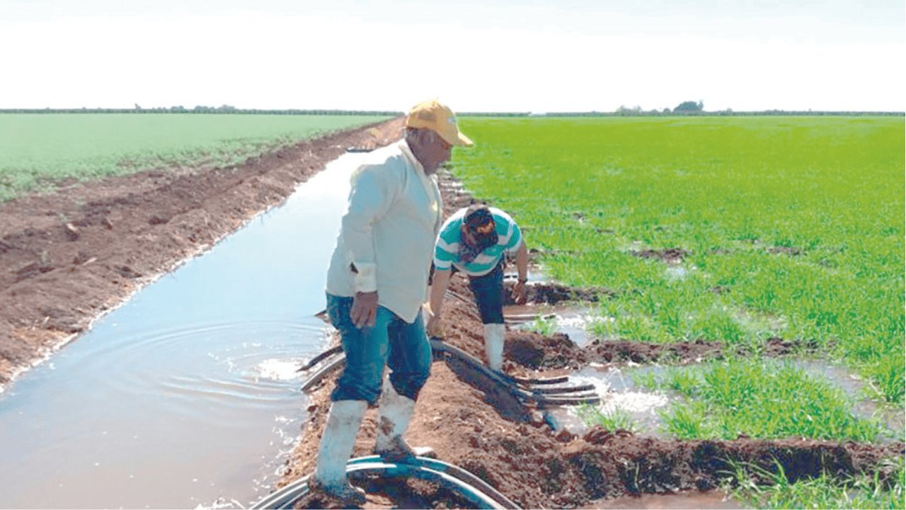 Agricultores de Sonora padecen altos costos y bajas ventas