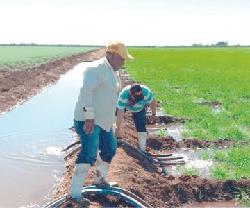 Agricultores de Sonora padecen altos costos y bajas ventas