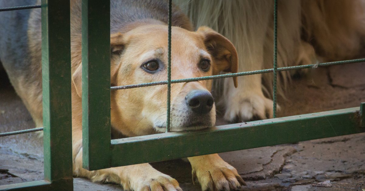 Aumentan casos de omisión de cuidados de mascotas en Hermosillo